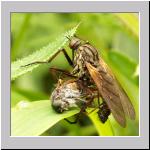 Empis sp - Tanzfliege m05a.jpg